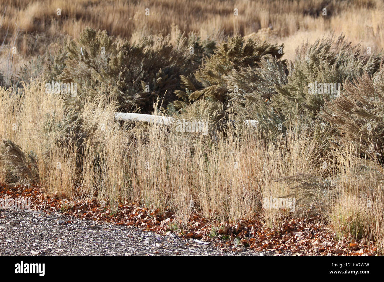 BLM Nevada gère de vastes étendues de terres publiques, en se concentrant sur la conservation des terres et la gestion des ressources. Cette image illustre les efforts de gestion de la biodiversité, des écosystèmes et des décisions politiques affectant les paysages naturels du Nevada. Banque D'Images