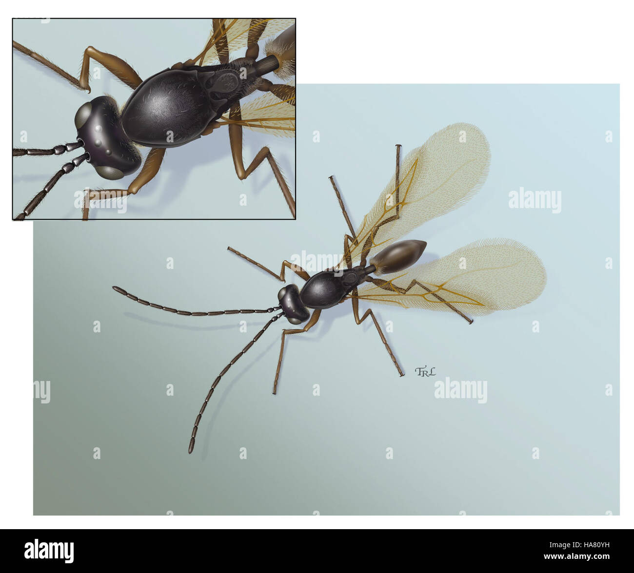 Cette image montre une nouvelle espèce de Perischus trouvée dans les cultures, soulignant son importance dans la lutte antiparasitaire agricole et les études de protection des cultures. Banque D'Images