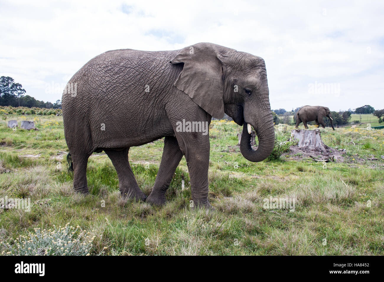 Le pâturage de l'eléphant d'Afrique Banque D'Images