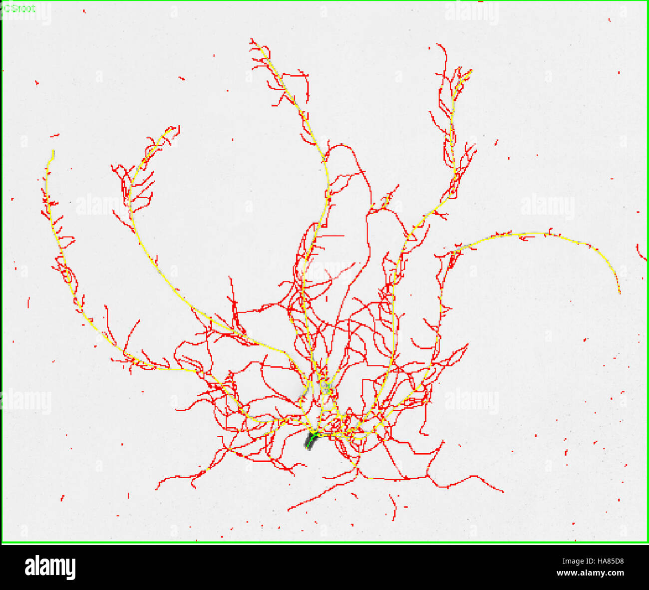 Cette image capture un projet de recherche de l'USDA sur le biocontrôle des maladies des plantes de blé, mettant en évidence les efforts scientifiques pour protéger les cultures en utilisant des bactéries naturelles pour améliorer l'agriculture. Banque D'Images