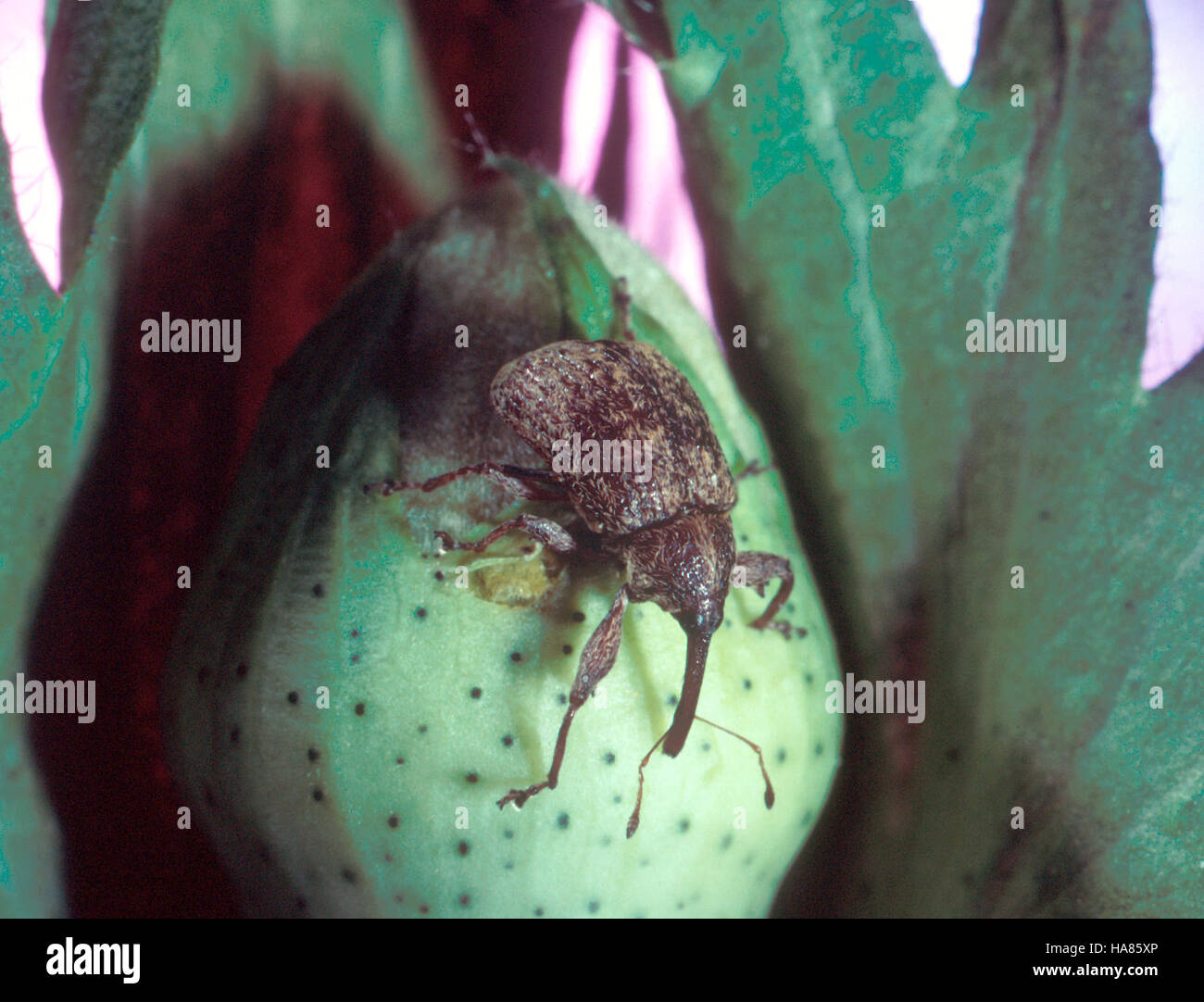 Les recherches menées par le USDA Agricultural Research Service (ARS) sur le charançon de la boulette de coton se concentrent sur la compréhension de sa biologie et le développement de stratégies de gestion pour protéger les cultures de coton. Cette recherche vise à réduire l’impact économique de ce ravageur destructeur sur l’agriculture américaine. Banque D'Images