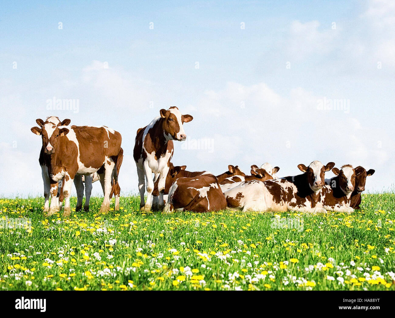 Les célébrations du mois des produits laitiers soulignent le rôle de l’élevage laitier dans l’agriculture et l’environnement, en mettant l’accent sur la durabilité et l’importance des produits laitiers. Les parcs nationaux peuvent participer à de tels événements pour sensibiliser les gens aux efforts locaux d'agriculture et de conservation. Banque D'Images