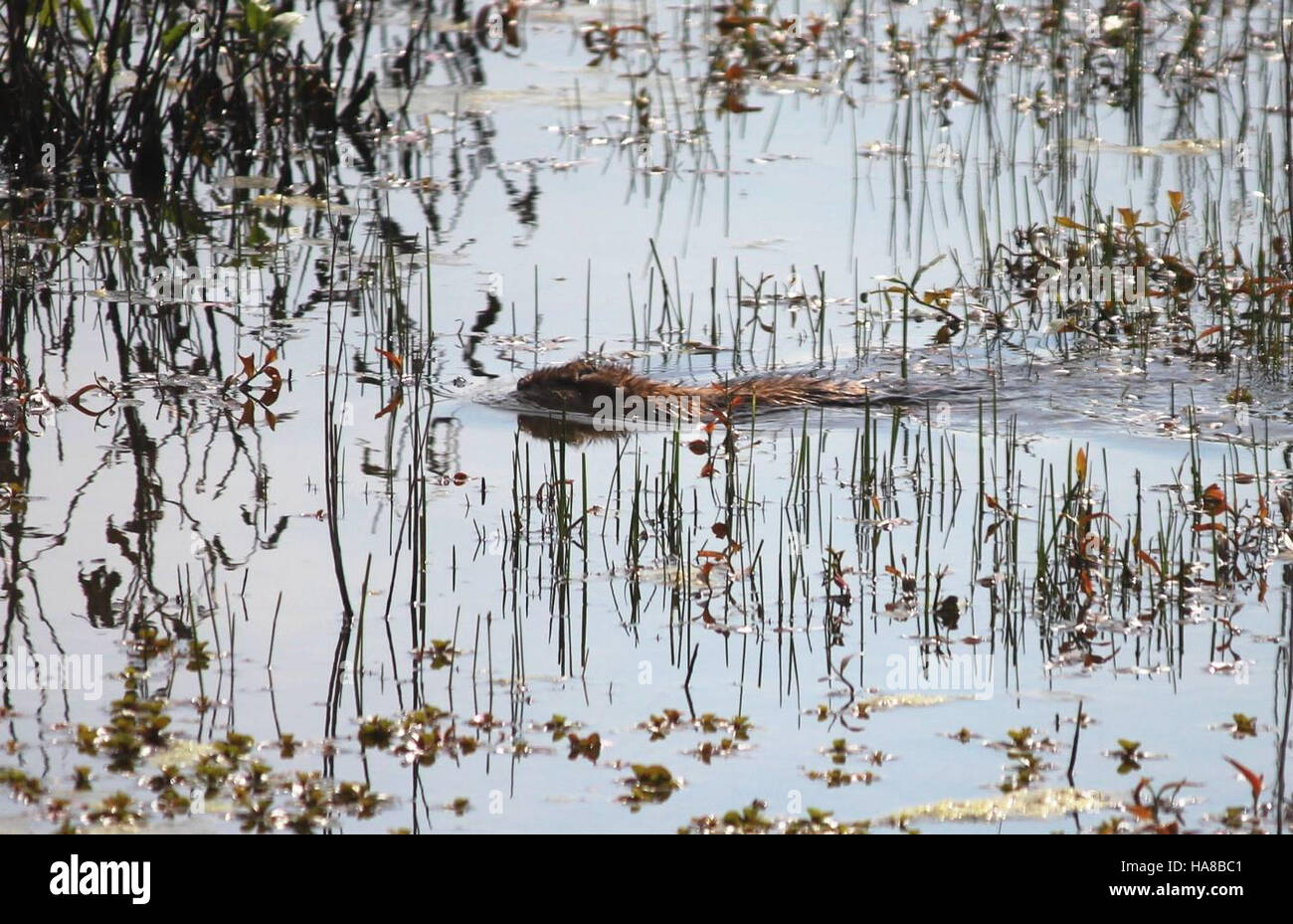 Les rats musqués sont des mammifères semi-aquatiques que l'on trouve couramment dans les milieux humides des États-Unis. Reconnus pour leur adaptabilité, ils construisent des pavillons dans les marais et les étangs, jouant un rôle important dans les écosystèmes des zones humides en contribuant au contrôle de la végétation et à l’entretien de l’habitat. Banque D'Images