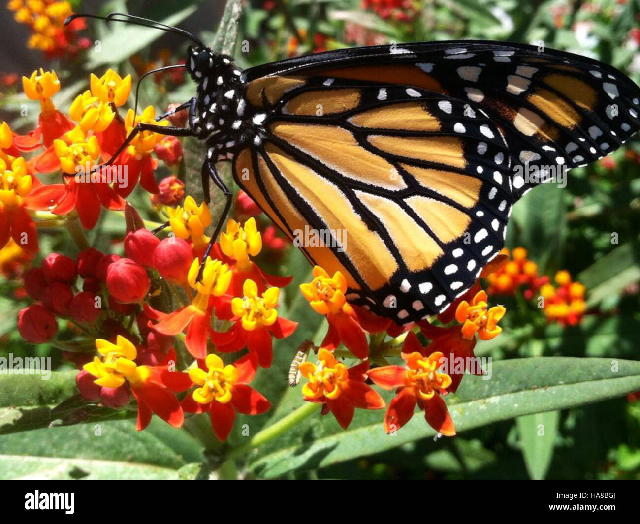 Cette image capture un papillon monarque et sa chenille en Floride ...