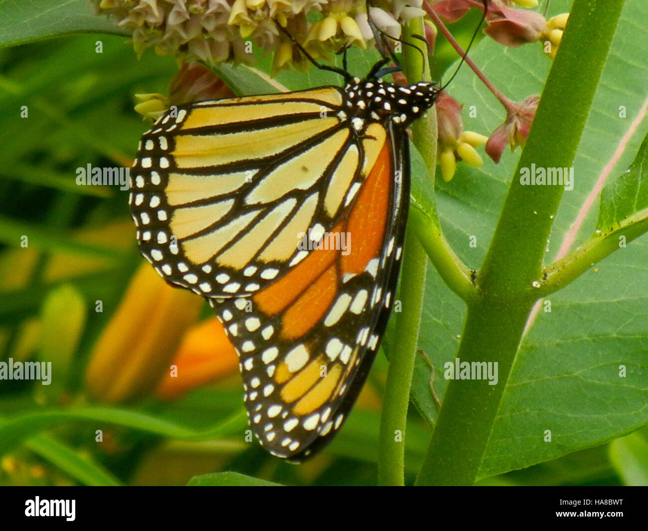 Un papillon monarque est observé dans le parc national du Michigan ...
