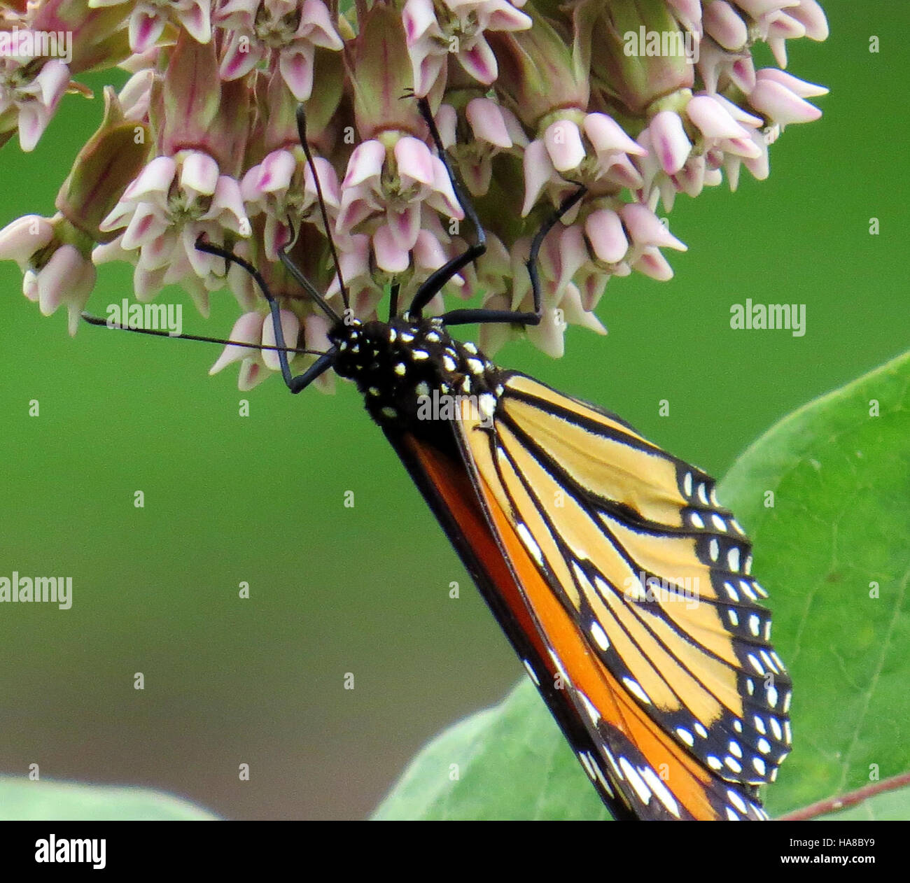 Le papillon monarque, repéré dans les parcs nationaux de l'Iowa, est ...