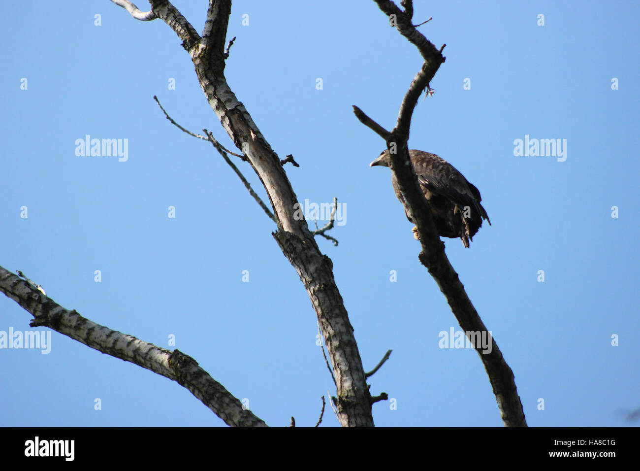 L'aigle chauve juvénile, symbole de la faune américaine, est couramment trouvé dans les parcs nationaux des États-Unis. L’espèce joue un rôle important dans les écosystèmes en tant que prédateur apex, contrôlant les populations de poissons et de petits mammifères. Les efforts de conservation se concentrent sur la préservation de leurs habitats et le soutien de la croissance démographique. Banque D'Images