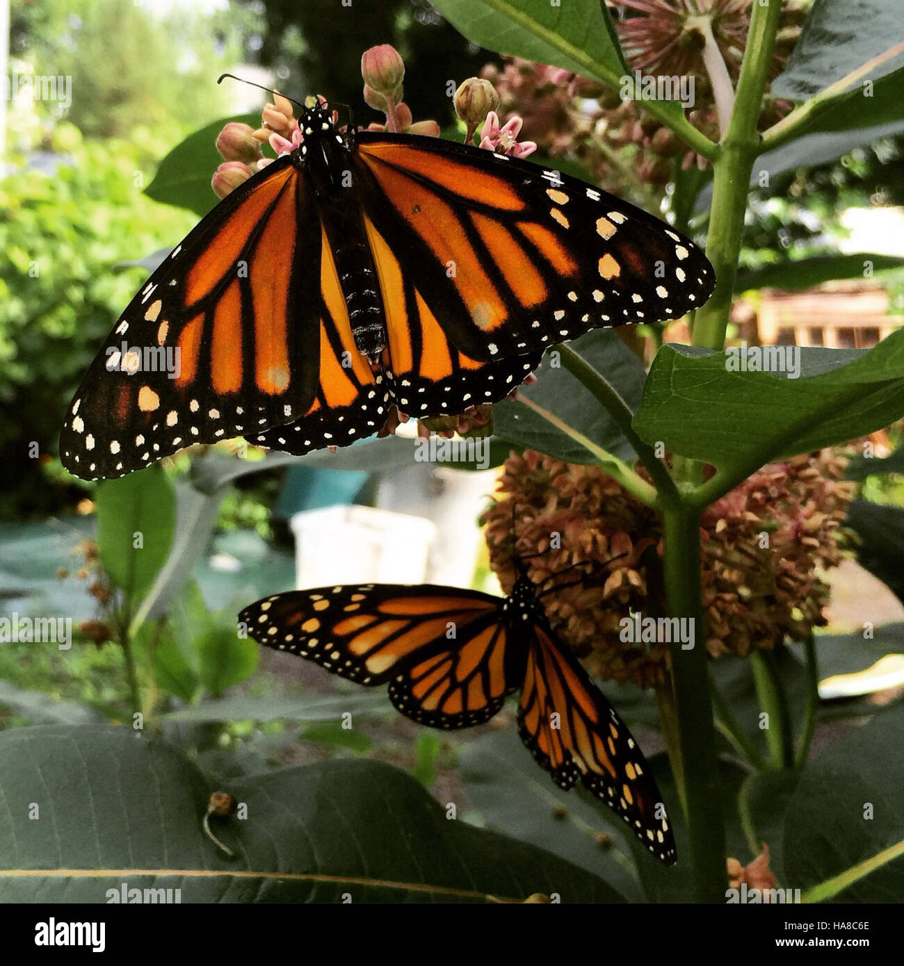 Le papillon monarque, une espèce migratrice, peut être vu dans les ...