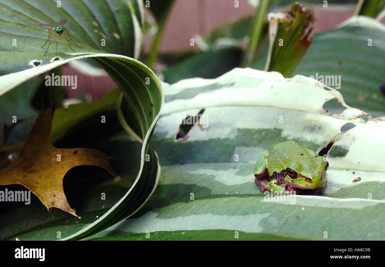 La grenouille grise est une espèce que l'on trouve couramment dans les parcs nationaux et qui prospère dans les zones boisées avec des terres humides. Son appel distinctif et sa capacité d’adaptation à divers environnements en font un sujet d’étude scientifique dans la région du Midwest des États-Unis. Banque D'Images