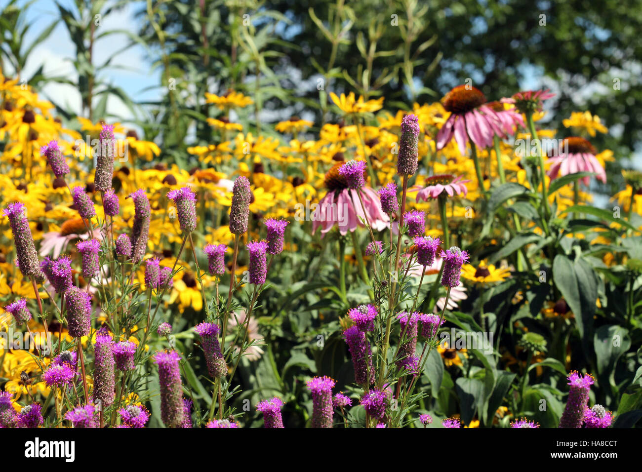Un jardin de pollinisateurs dans le Midwest américain fournit un habitat essentiel pour les pollinisateurs tels que les abeilles, les papillons et d'autres insectes. Ce jardin soutient la biodiversité et contribue à la santé des écosystèmes des parcs nationaux et des régions avoisinantes. Banque D'Images