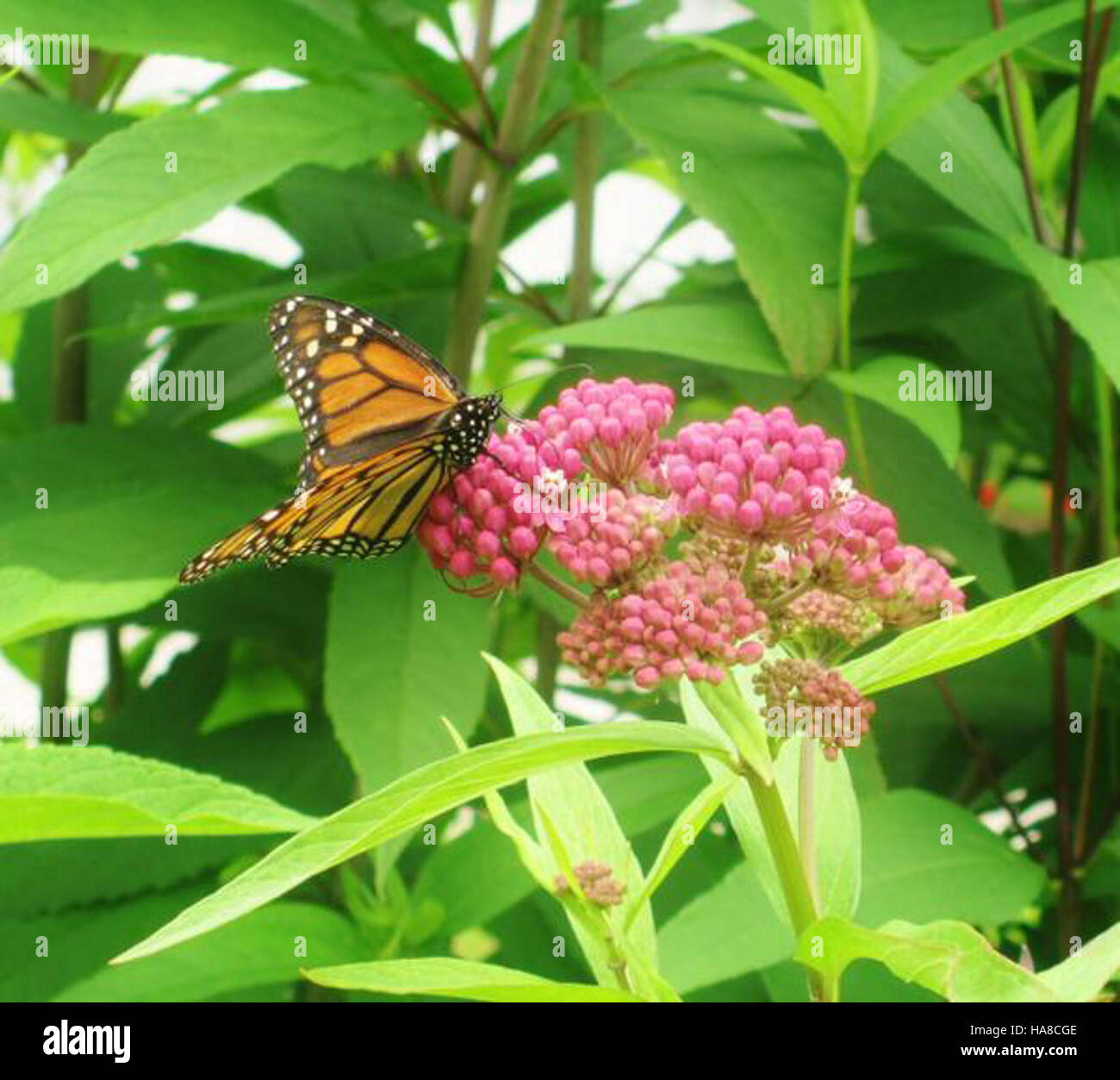 Le papillon monarque est une espèce emblématique que l’on trouve dans ...