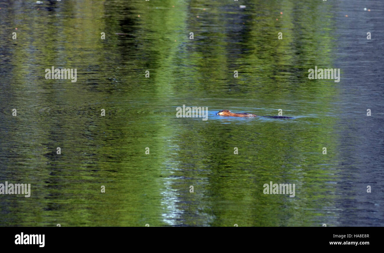 Un rat musqué nage à travers les habitats des terres humides du Midwest. En tant que rongeur semi-aquatique, le rat musqué fait partie intégrante des écosystèmes des zones humides, contribuant ainsi à maintenir la croissance des plantes et la qualité de l'eau. Banque D'Images