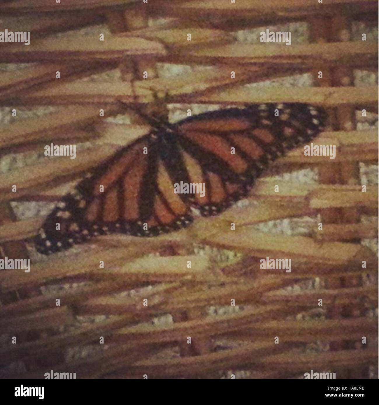 Le papillon monarque, une espèce clé dans les parcs nationaux du Texas ...