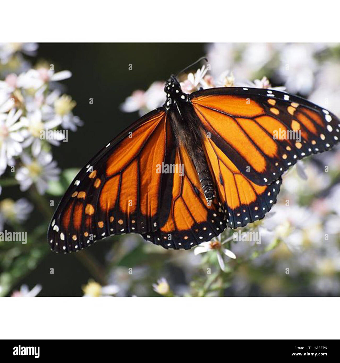 Une photo d'un papillon monarque dans le Minnesota, mettant en évidence ...