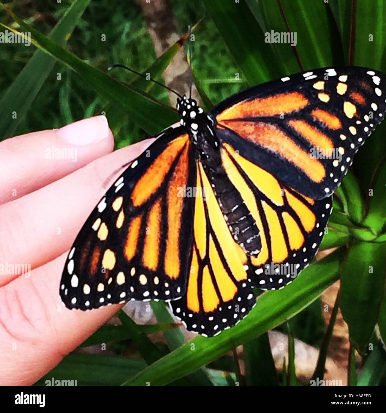 Un papillon monarque observé en Floride, mettant en évidence les modes ...