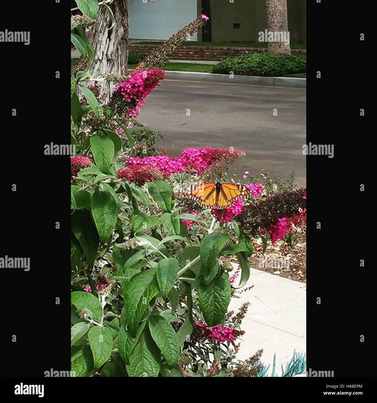 Le papillon monarque est une espèce clé dans l'écosystème de divers ...