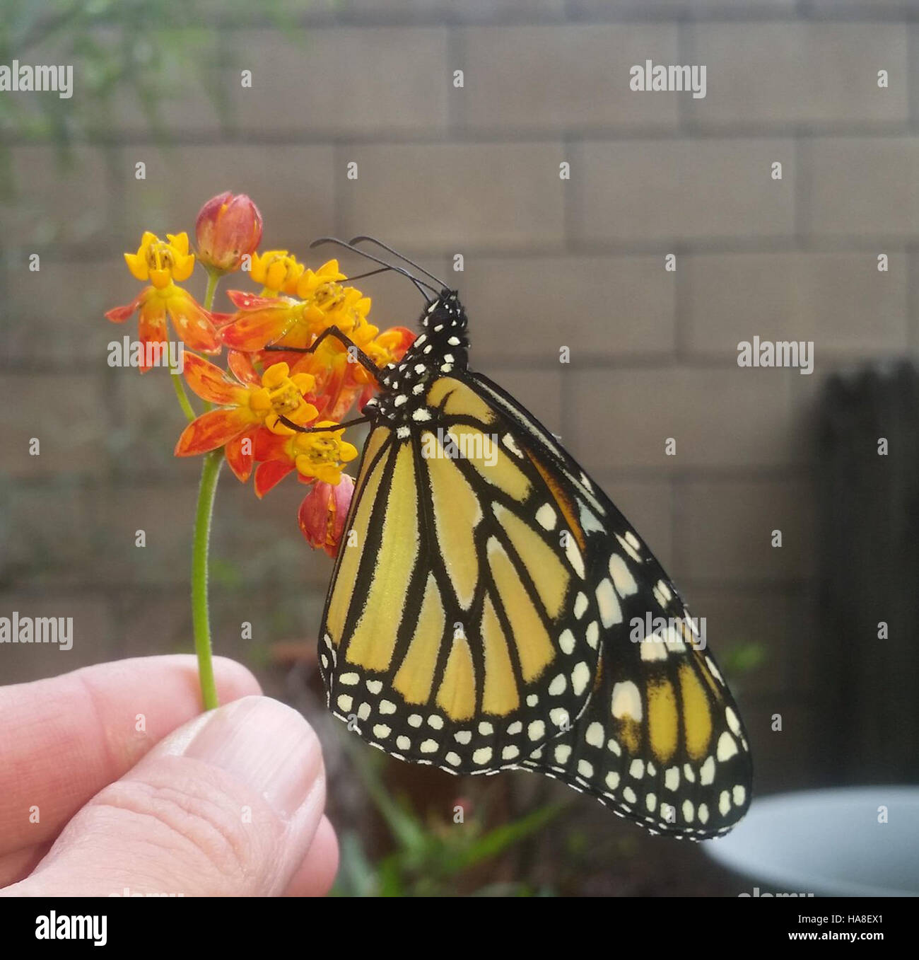 Un papillon monarque repose sur une fleur dans le parc national de ...