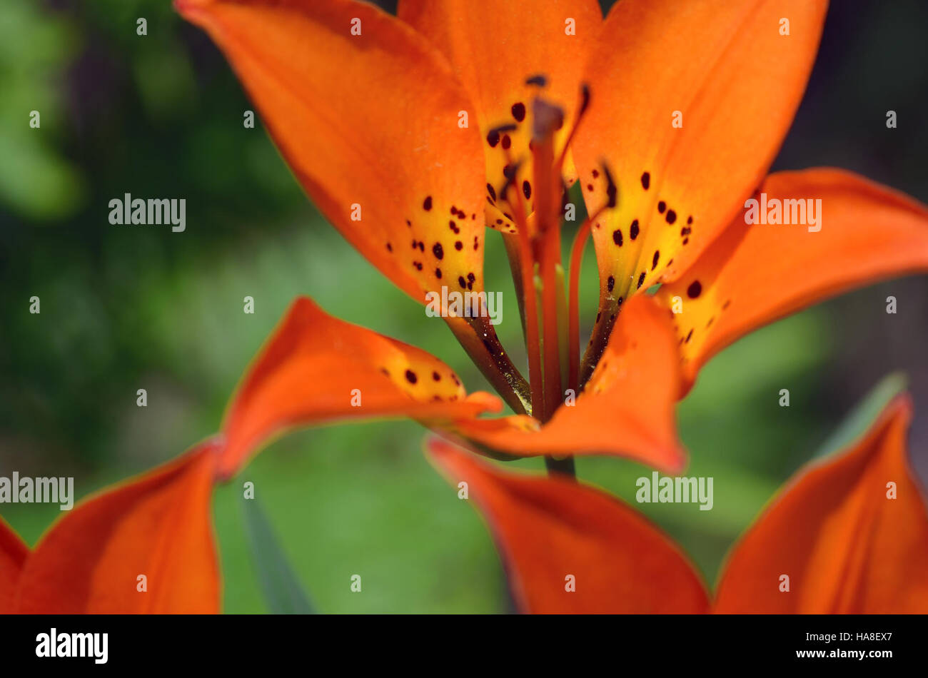 Le lis des bois, une fleur indigène vibrante, se trouve dans les parcs nationaux des États-Unis, soutenant les écosystèmes locaux et fournissant des ressources importantes pour les pollinisateurs. Banque D'Images