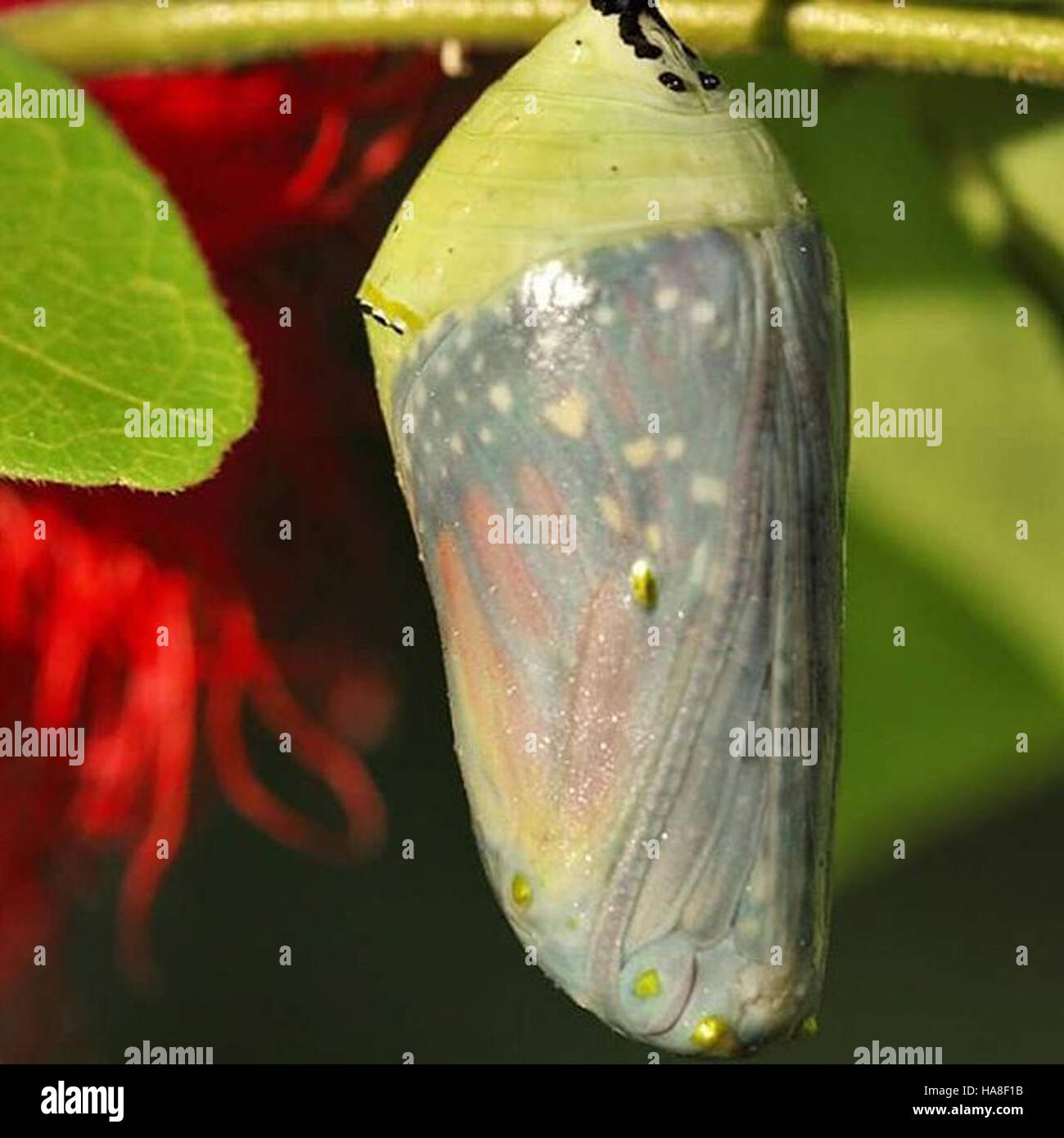 Cette image capture la chrysalide monarque, une étape vitale dans le — free download