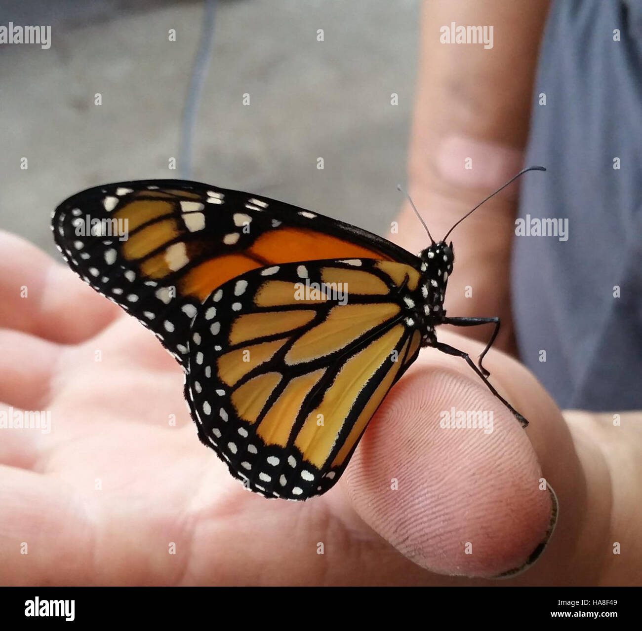 Cette image capture le papillon monarque en Californie, connu pour ses ailes orange et noire vibrantes. Les papillons monarques sont une espèce emblématique de l'Ouest nord-américain, célèbre pour leur migration annuelle sur de vastes distances vers le Mexique. Banque D'Images Cette image capture le papillon monarque en Californie, connu pour ses ailes orange et noire vibrantes. Les papillons monarques sont une espèce emblématique de l'Ouest nord-américain, célèbre pour leur migration annuelle sur de vastes distances vers le Mexique. Banque D'Images