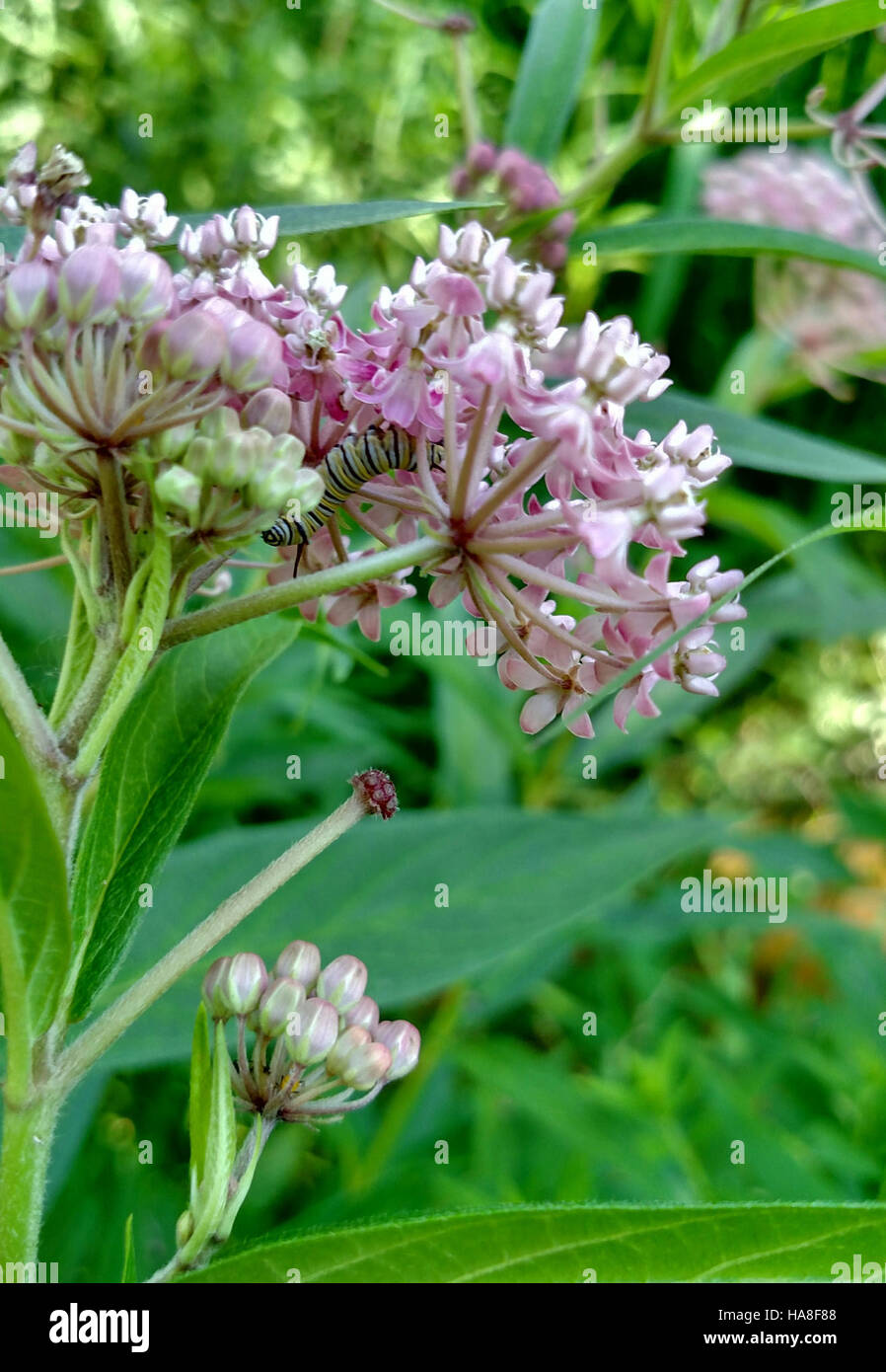 Une chenille monarque, identifiée par ses rayures noires, blanches et jaunes, est photographiée dans le Michigan. Cette image capture l’insecte dans son stade larvaire, ce qui est crucial pour son développement en papillon monarque, une espèce connue pour son long voyage migratoire. Banque D'Images