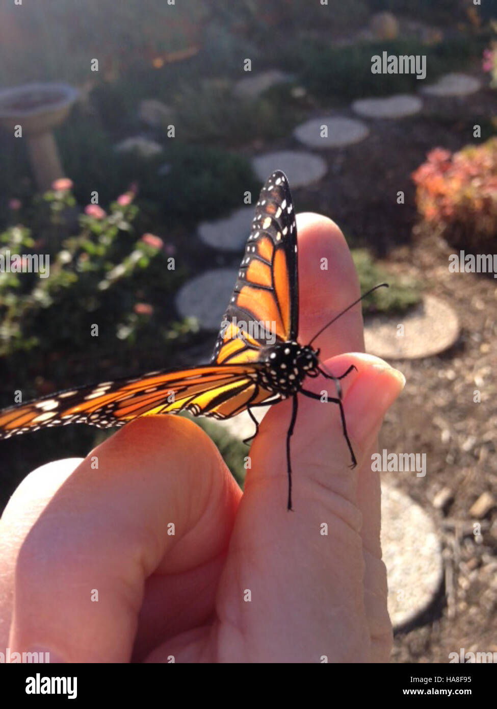 Cette image capture un papillon monarque en Californie, mettant en valeur ses ailes orange et noires éclatantes. Les papillons monarques sont connus pour leurs schémas migratoires et constituent un élément clé de l’écosystème de la région. Banque D'Images Cette image capture un papillon monarque en Californie, mettant en valeur ses ailes orange et noires éclatantes. Les papillons monarques sont connus pour leurs schémas migratoires et constituent un élément clé de l’écosystème de la région. Banque D'Images