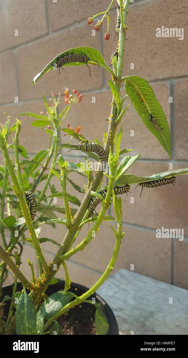 Cette image capture les chenilles du monarque en Californie, une espèce emblématique connue pour sa migration remarquable à travers l’Amérique du Nord. Ces chenilles jouent un rôle vital dans le cycle de vie des papillons monarques, qui sont des pollinisateurs essentiels. Banque D'Images Cette image capture les chenilles du monarque en Californie, une espèce emblématique connue pour sa migration remarquable à travers l’Amérique du Nord. Ces chenilles jouent un rôle vital dans le cycle de vie des papillons monarques, qui sont des pollinisateurs essentiels. Banque D'Images