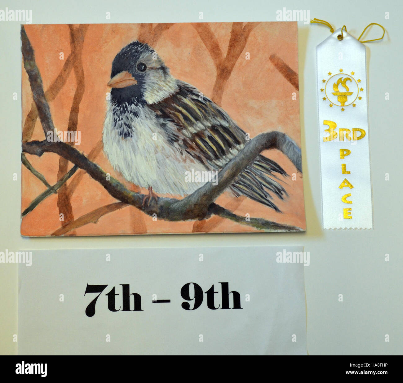 Moineau de Harris, une espèce d'oiseau d'Amérique du Nord, dans une illustration détaillée par Olivia Blackmore, contribuant à l'art ornithologique. Banque D'Images