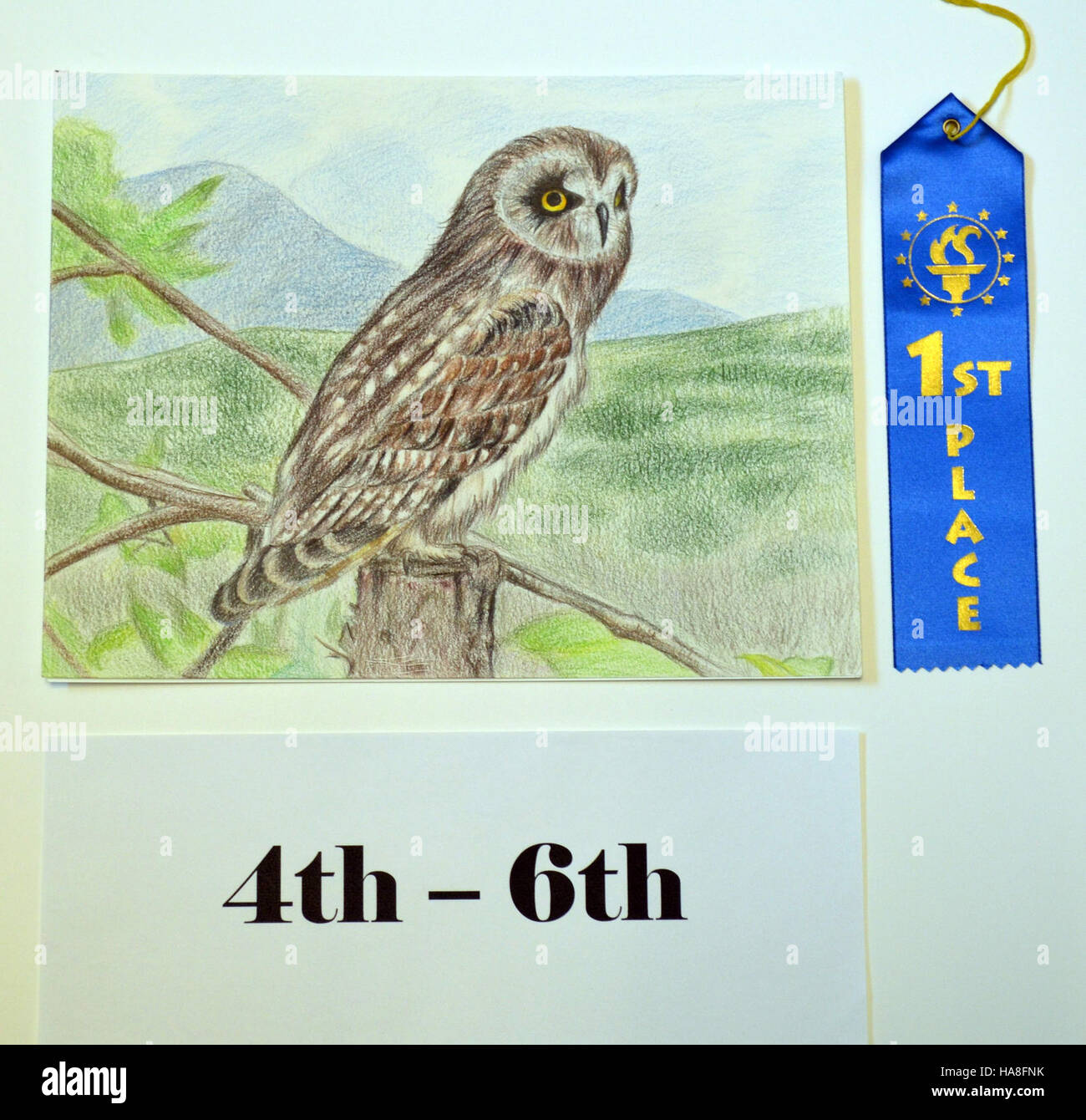 Cette image montre un hibou à oreilles courtes capturé par Ally Wang dans le Michigan. Connu pour ses grandes ailes et son visage rond, le hibou à oreilles courtes est un oiseau commun dans les prairies ouvertes et les marais à travers le Midwest. Banque D'Images