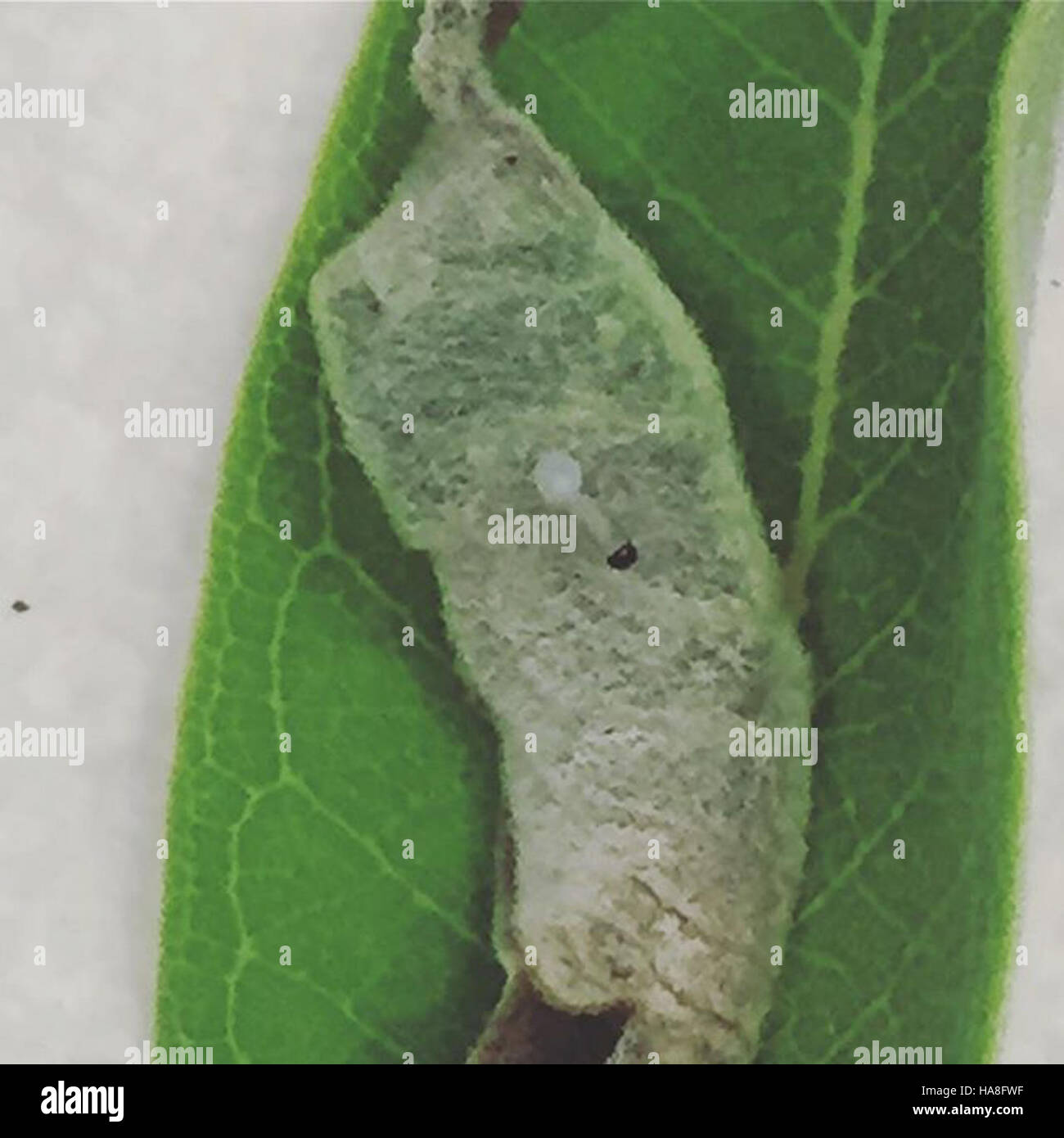 Une chenille monarque éclosant d'un œuf est représentée sur cette image, montrant les premières étapes du cycle de vie de la chenille dans le Minnesota. Ce processus biologique met l'accent sur les étapes de la métamorphose des insectes. Banque D'Images