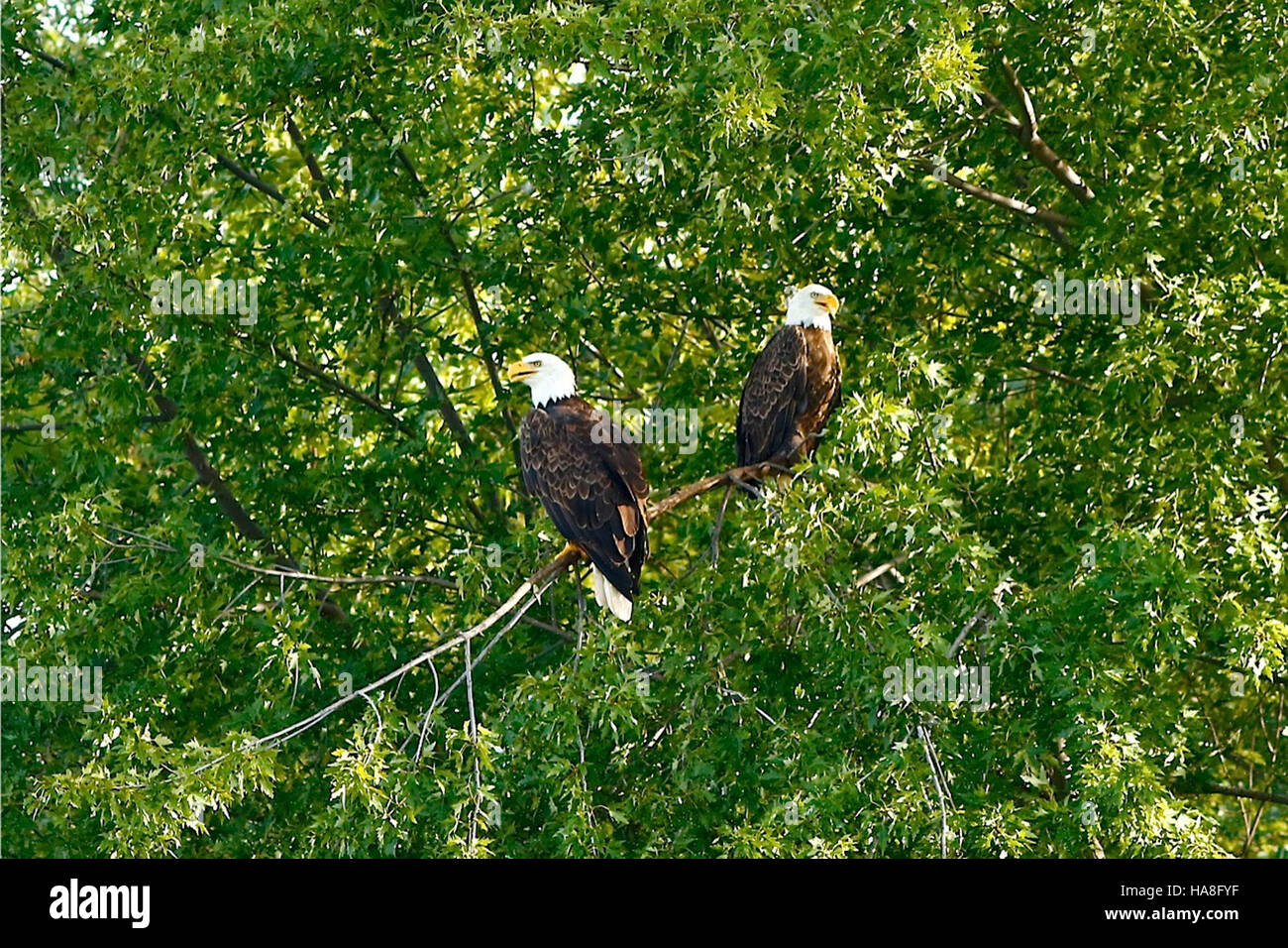 Cette photographie capture des aigles à tête blanche en vol au-dessus de la réserve naturelle nationale de Trempealeau, située dans le Wisconsin. Le refuge est un habitat important pour ces oiseaux majestueux, surtout pendant les périodes de migration et de nidification. L'image souligne la beauté de la faune et le paysage naturel de la région. Banque D'Images