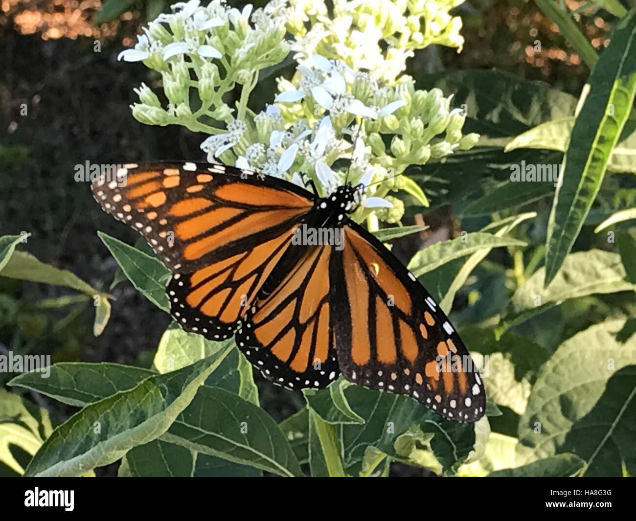 Un papillon monarque photographié dans un parc national du Texas, soulignant l'importance des espèces migratrices et la nécessité de protéger l'habitat dans les parcs américains. Banque D'Images