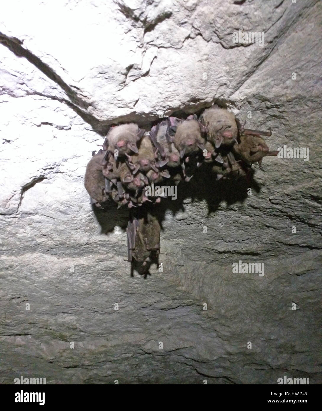 Les chauves-souris de l’Indiana, une espèce en voie de disparition, sont protégées dans un parc national, où les efforts de conservation sont axés sur la préservation de l’habitat et le rétablissement des espèces. Le parc apporte un soutien essentiel à la biodiversité et à la santé des écosystèmes. Banque D'Images