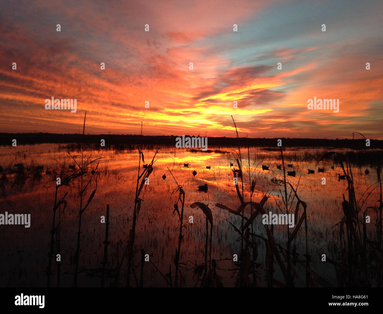 Un lever de soleil sur un marais dans le Missouri met en évidence la beauté sereine des écosystèmes des zones humides, mettant en valeur la diversité de la vie végétale et animale qui prospère dans cet habitat. Banque D'Images