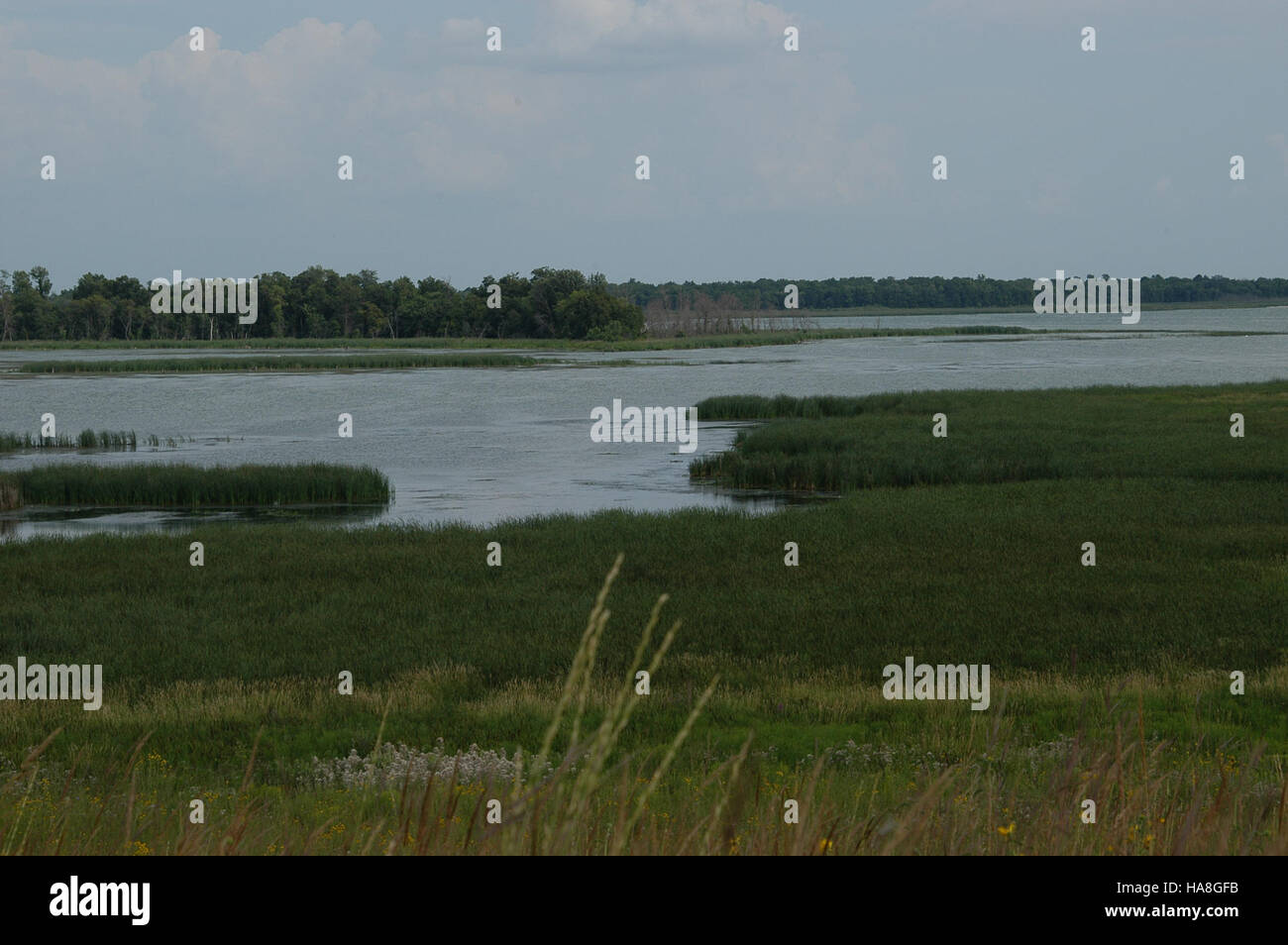 La zone de protection de la faune du lac Pelican est une aire de conservation désignée dans le Midwest, axée sur la protection des écosystèmes aquatiques et terrestres. Il accueille les oiseaux migrateurs, y compris les pélicans, et offre un sanctuaire naturel pour diverses espèces sauvages. Banque D'Images