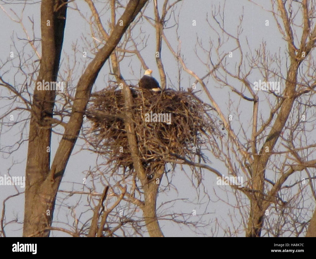 Un aigle à tête blanche dans son nid dans un parc national témoigne du succès des efforts de conservation visant à protéger cette espèce emblématique. En tant qu'oiseau national des États-Unis, les aigles à tête blanche sont un symbole de liberté et de force. Ces oiseaux majestueux prospèrent dans les zones avec de grandes étendues d'eau et sont souvent vus près des lacs, des rivières et des côtes. Banque D'Images