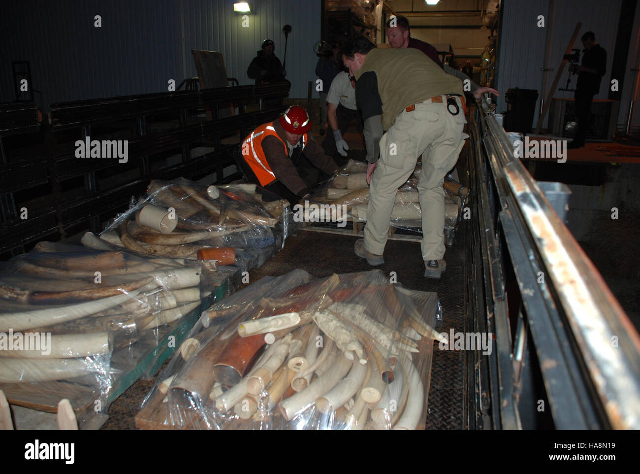Cette image représente les opérations effectuées tôt le matin par le Fish and Wildlife Service (FWS) des États-Unis pour saisir l'ivoire illégal des réseaux de contrebande organisés. Les articles confisqués ont été prélevés sur les sites des parcs nationaux, soulignant les efforts du FWS pour protéger la faune et lutter contre le commerce illégal et le trafic d'espèces menacées. Banque D'Images