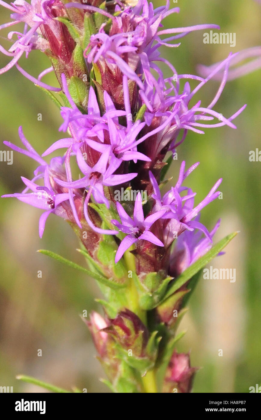 Usfwsmtnprairie 13453695435 Blazingstar (Liatris punctata) sur Lacreek National Wildlife Refuge 02 Banque D'Images