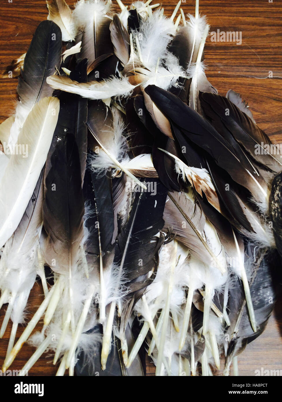 Cette image montre un gros plan de plumes d'aigle, mettant en évidence leurs détails complexes et la beauté naturelle de l'oiseau. Les plumes sont montrées dans leur état naturel, soulignant leur importance dans la conservation de la faune et la protection des espèces d'aigle. Banque D'Images