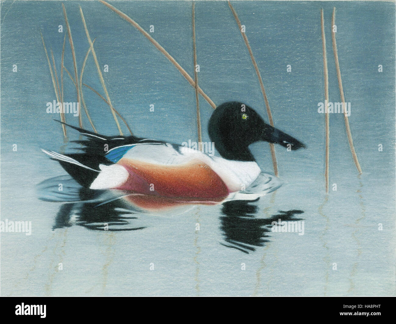 Alexa McCulloch, âgée de 17 ans, de Valley City, Dakota du Nord, a photographié le Northern Shoveler, une espèce de canard dabling. L'image fait partie d'une collection faunique mettant en valeur les espèces d'oiseaux dans son habitat naturel. Banque D'Images