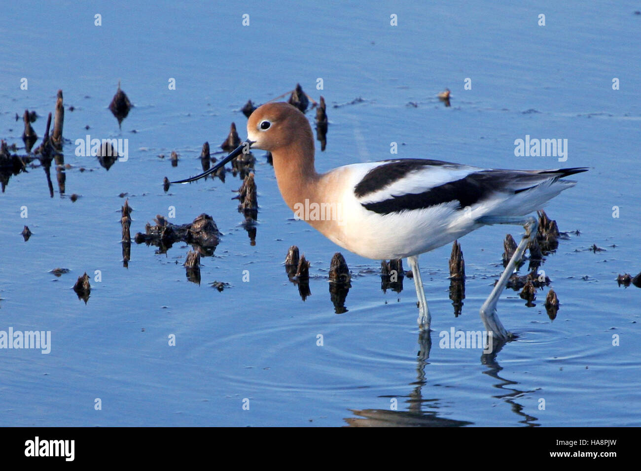 L'Avocet américain (Recurvirostra americana) est un échassier originaire d'Amérique du Nord. Caractérisé par son bec renversé distinctif et son plumage noir et blanc saisissant pendant la saison de reproduction, il est couramment trouvé dans les zones humides peu profondes et les vasières à travers le continent. Banque D'Images