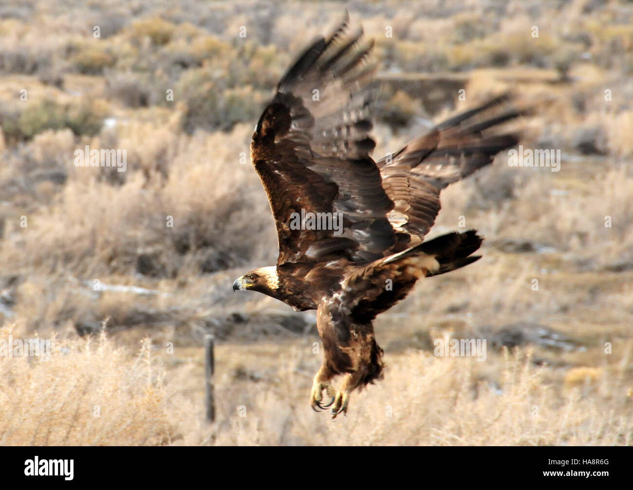 Le Golden Eagle, un majestueux oiseau de proie, se trouve dans plusieurs parcs nationaux des États-Unis et joue un rôle crucial dans l'équilibre de l'écosystème, étant un prédateur de pointe dans son habitat. Banque D'Images