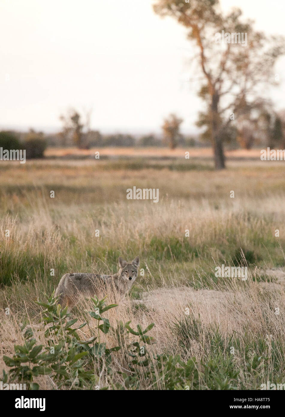 Cette photo capture un coyote chassant dans son habitat naturel, qui fait partie de la faune diversifiée que l’on trouve dans les parcs nationaux. Les coyotes sont des prédateurs adaptables, souvent vus chasser de petits mammifères dans le cadre de leur survie quotidienne. Banque D'Images