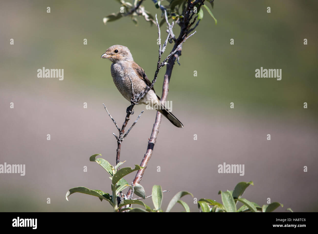 La juvénile Shrike du Nord, un oiseau prédateur, est présente dans son habitat naturel dans un parc national. Connue pour son bec pointu et ses techniques de chasse agressives, la Shrike du Nord joue un rôle important dans les écosystèmes locaux en tant que prédateur des petits animaux et des insectes. Banque D'Images