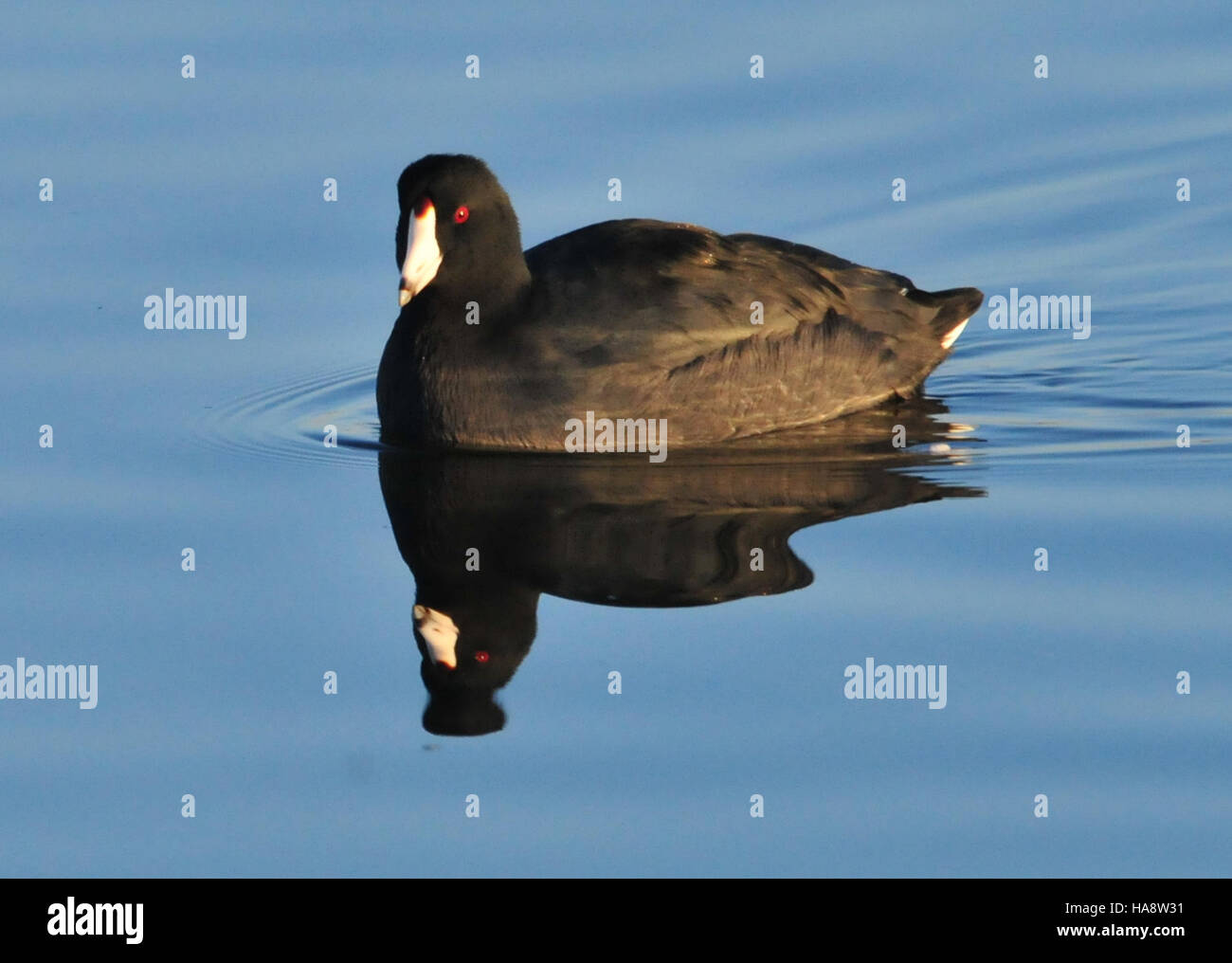 L'American Coot, un oiseau d'eau migrateur, est couramment trouvé au Seedskadee National Wildlife refuge dans le Wyoming. Le refuge fournit un habitat vital à de nombreuses espèces d'oiseaux, y compris le Coot, au milieu des écosystèmes de zones humides qui soutiennent la biodiversité et les efforts de conservation. Banque D'Images