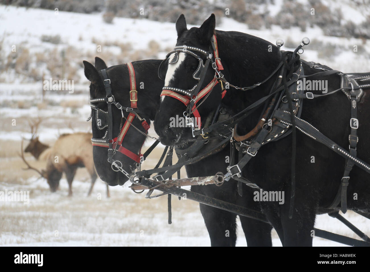 Cette image montre une équipe de chevaux Percheron dans un parc national, soulignant l'utilisation de chevaux de trait dans la gestion de l'environnement et la préservation historique. Les percherons sont souvent utilisés dans les services des parcs pour le transport et l'intendance des terres. Banque D'Images