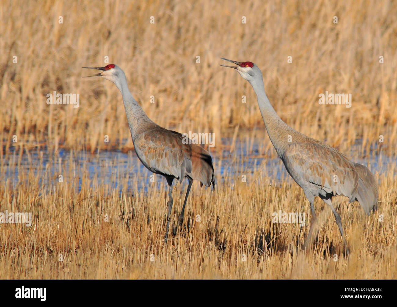 Plus usfwsmtnprairie 16955792996 La Grue Seedskadee NWR Banque D'Images