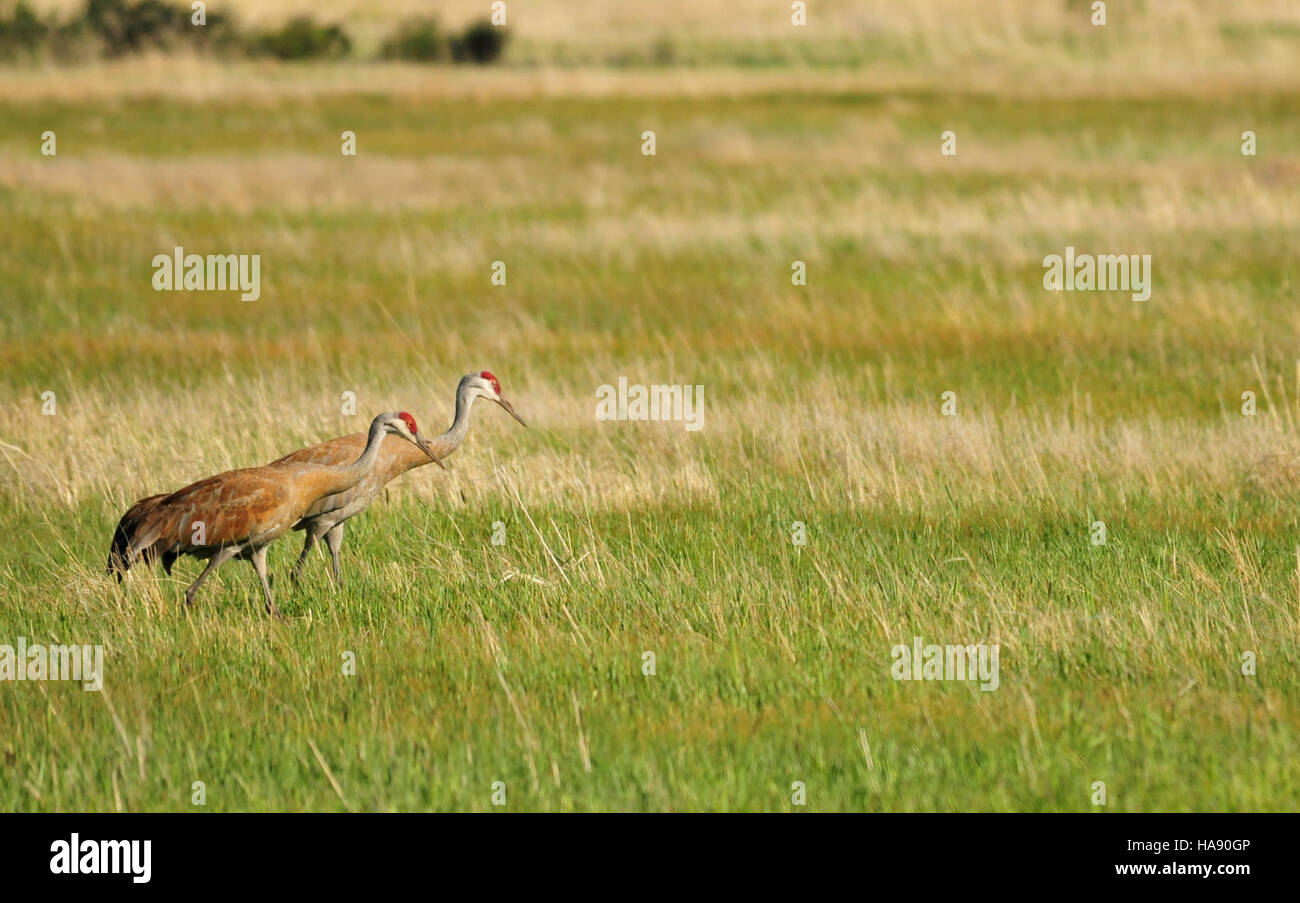 Plus usfwsmtnprairie 27217290991 La Grue sur Seedskadee National Wildlife Refuge Banque D'Images