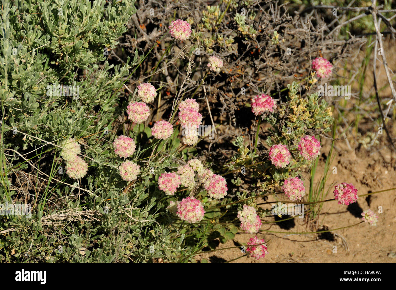 Usfwsmtnprairie Coussin 27941659555 (Eriogonum ovalifolium) Sarrasin sur Seedskadee National Wildlife Refuge Banque D'Images