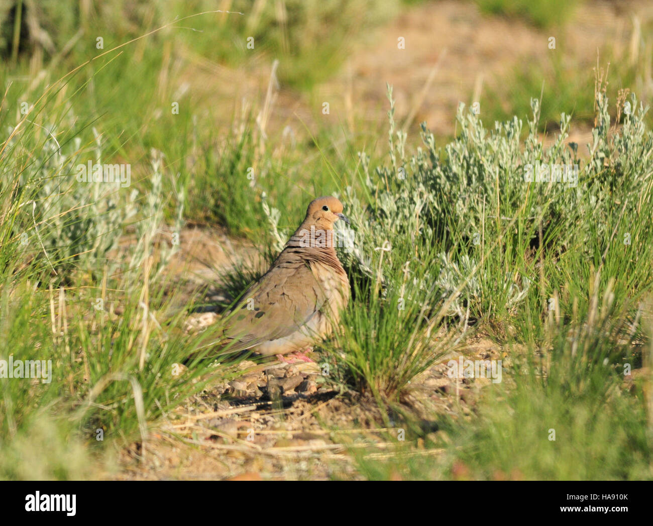 Une colombe en deuil se perche sur une branche au Seedskadee National Wildlife refuge dans le Wyoming. Cette espèce d'oiseau est connue pour son appel doux et joue un rôle dans la dispersion des graines et la santé de l'écosystème. Banque D'Images